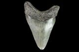 Juvenile Megalodon Tooth - Georgia #101391-1